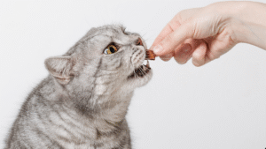 10 Healthy Cat Treats They Will Come Running For