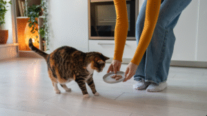 10 Healthy Cat Treats They Will Come Running For