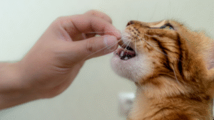 10 Healthy Cat Treats They Will Come Running For