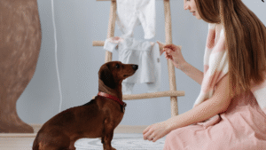 5 Steps In Teaching Your Dog The Quiet Command