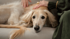 5 Steps In Teaching Your Dog The Quiet Command