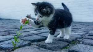 kitten playing