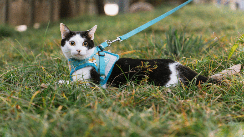 cat on leash