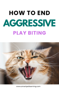 How To End Aggressive Play Biting