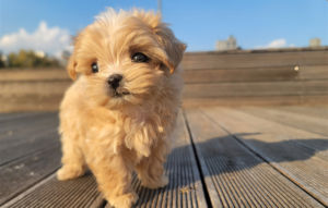 cute puppy