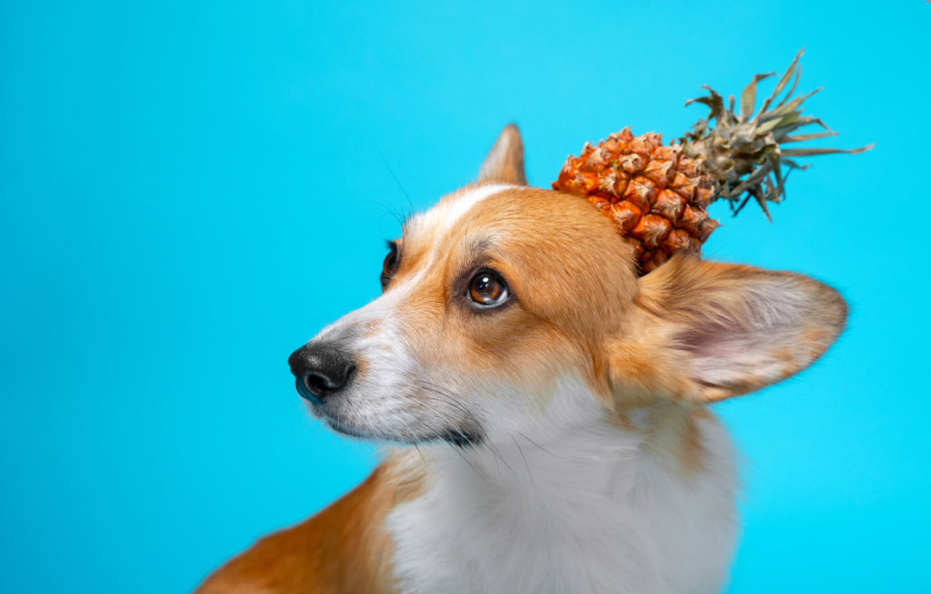 Dog With A Pineapple